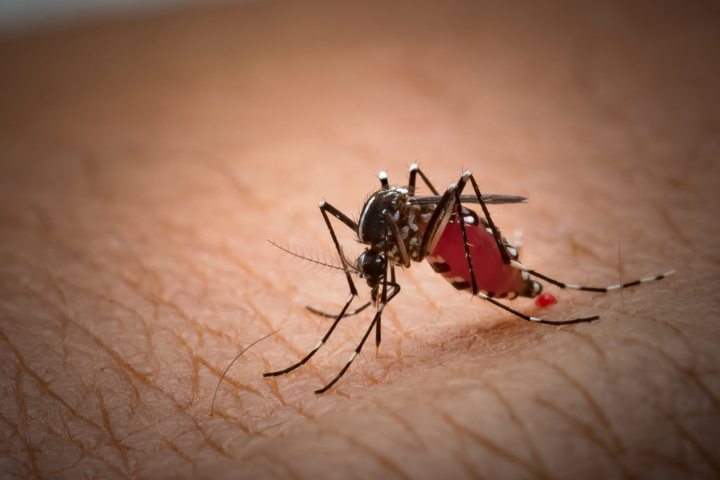 Collaboration Between Israeli  Researchers and Irish Colleagues Find Breakthrough That Can Outmaneuver Malaria Parasites