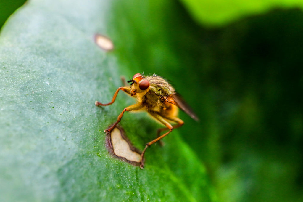 Israeli Agritech Company Takes on Devastating Agricultural Pests