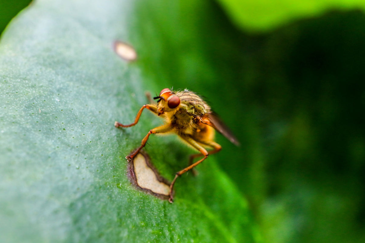 Israeli Agritech Company Takes on Devastating Agricultural Pests ...